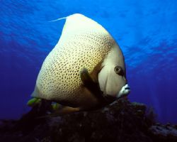 The diver behind this Grey Angelfish chased him for five ... by Michael Canzoniero 